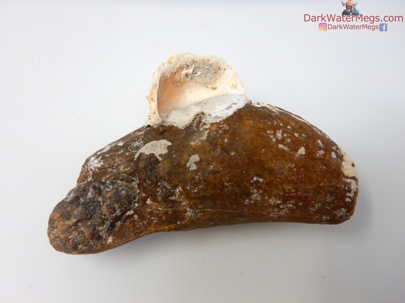 3.81&quot; uncleaned whale tooth
