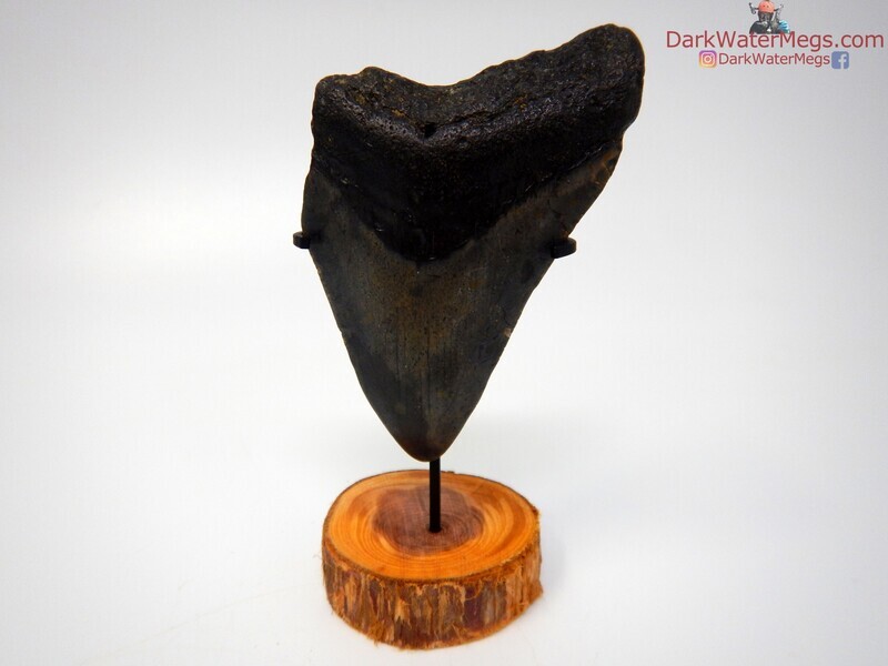 3.01" dark megalodon with stand