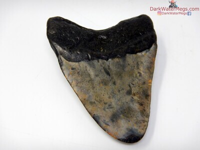 3.87" dark rooted megalodon