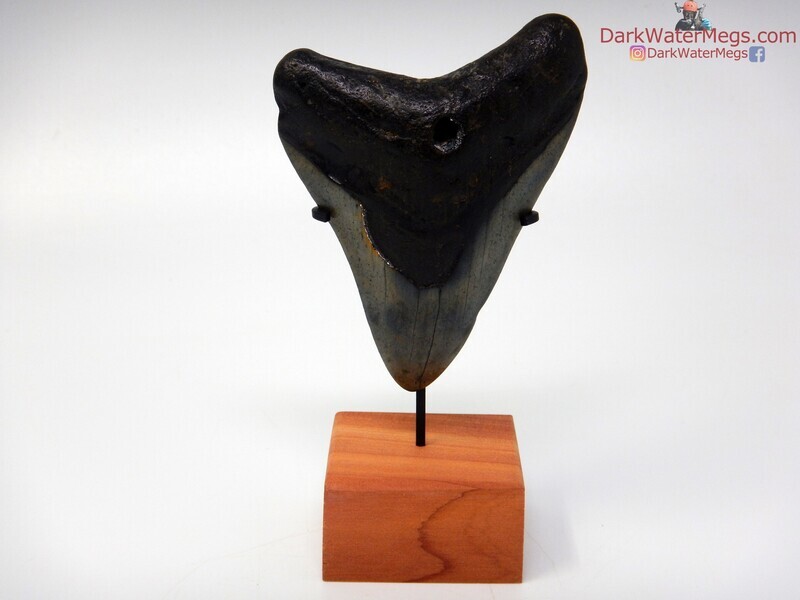 3.19&quot;  megalodon with stand