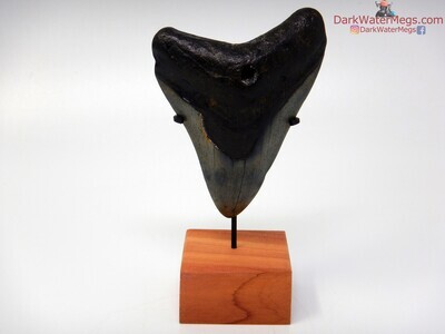 3.19" megalodon with stand