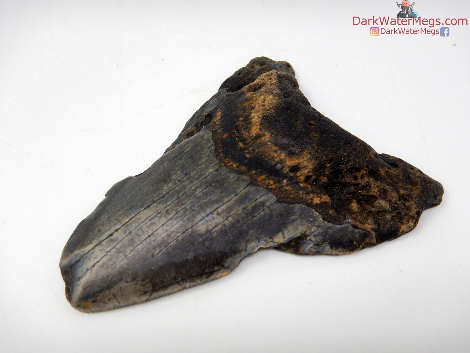 3.79&quot; medium megalodon