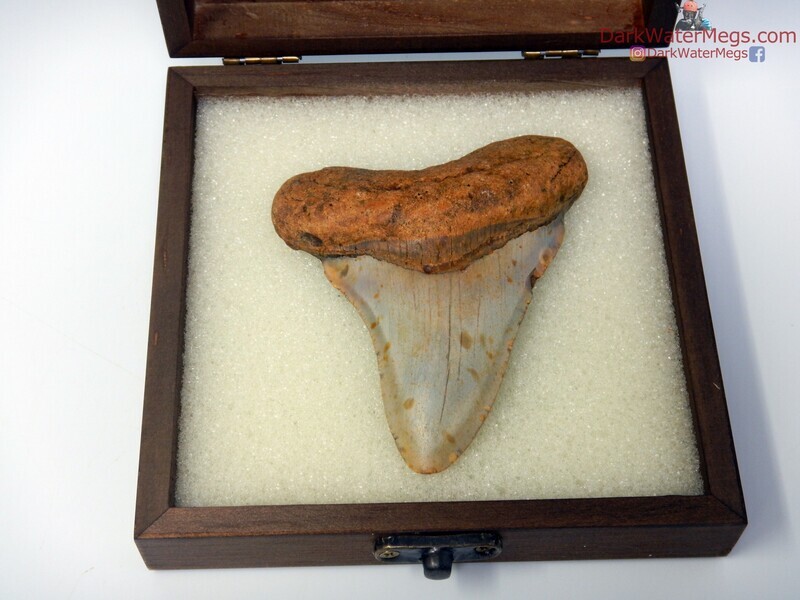 3.79&quot; boxed orange megalodon