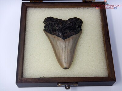 3.38" boxed dark rooted megalodon