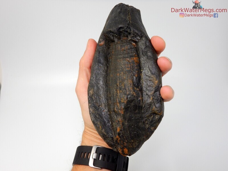 7.5&quot; massive exposed root whale tooth