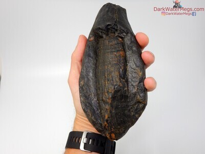 7.5" massive exposed root whale tooth
