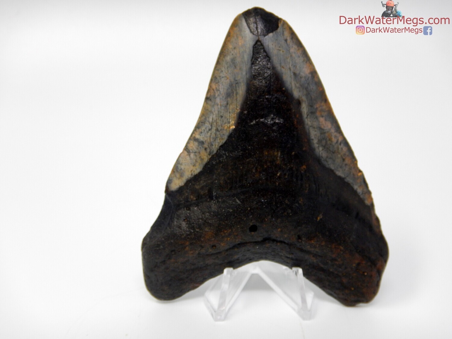 3.65&quot; medium megalodon with stand