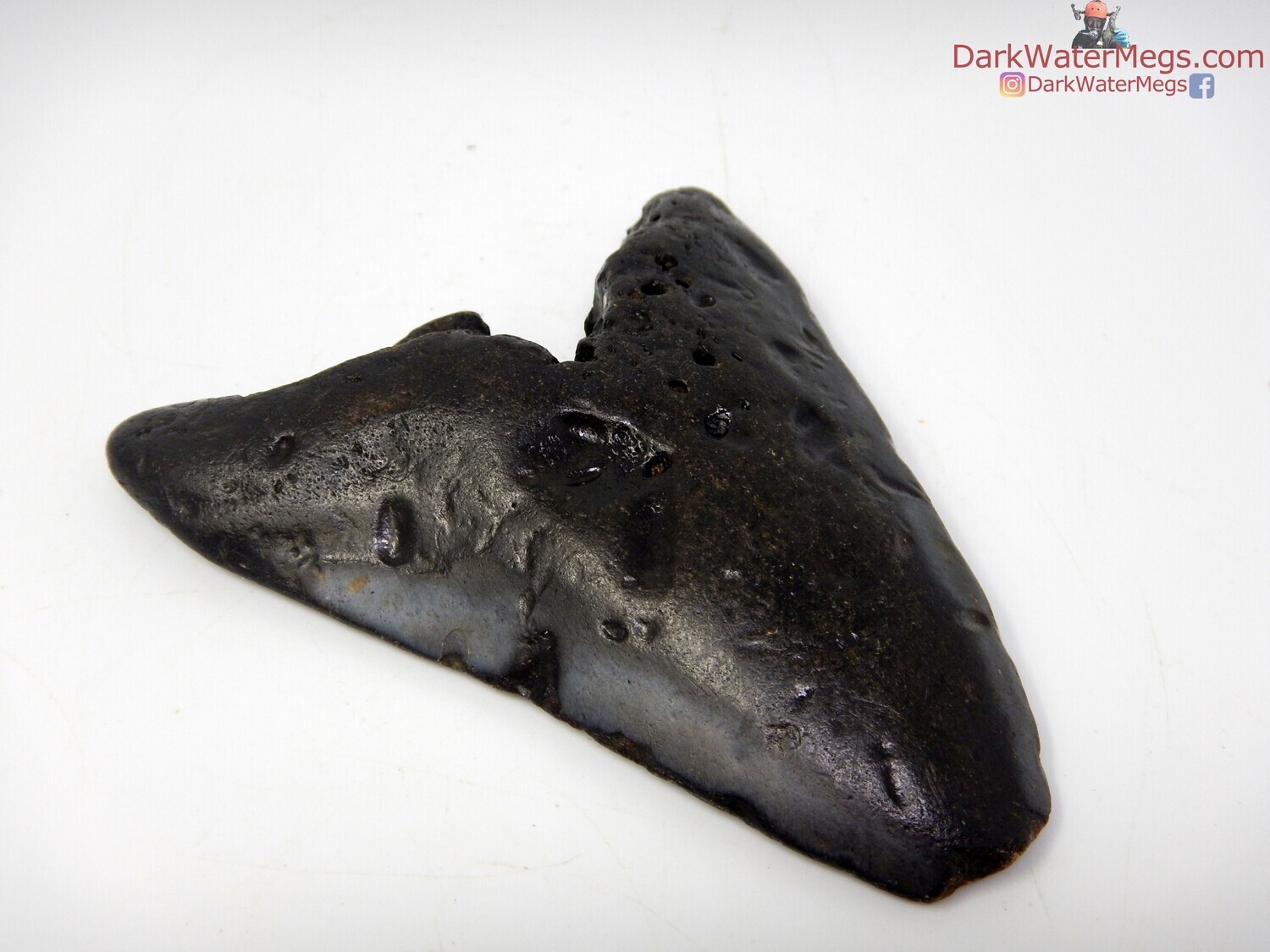 3.78&quot; ancient megalodon