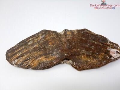 6.12" Giant fish fossil "tuna tail"