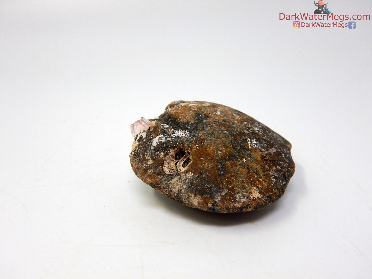2.19&quot; Uncleaned Fossilized Bivalve Center or &quot;Fossil Clam Core&quot;