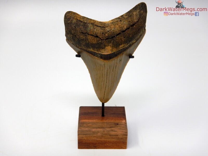 3.20&quot; great condition megalodon