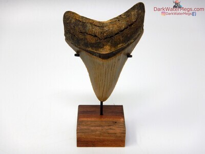 3.20" great condition megalodon