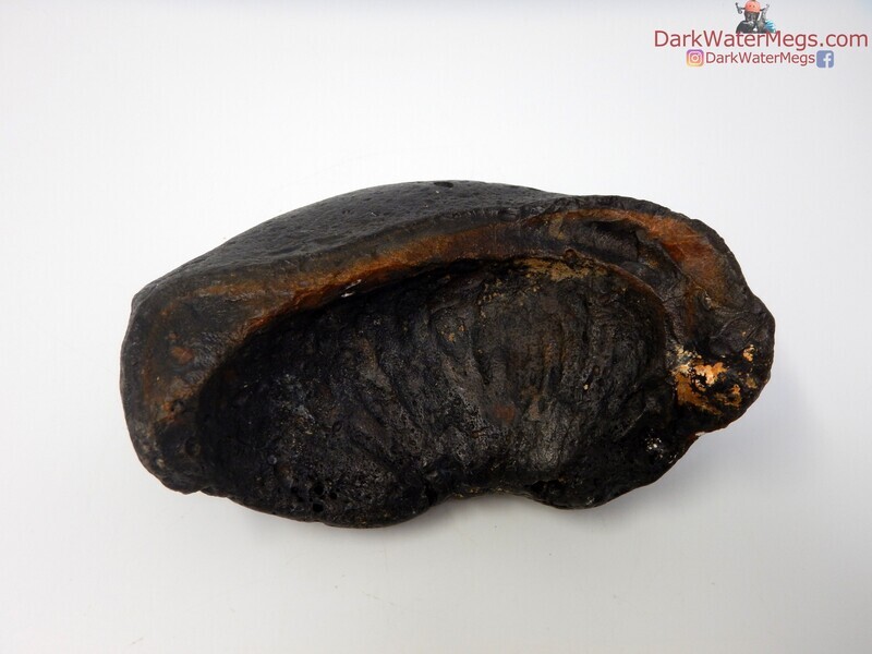 5.13&quot; massive fossil whale inner ear bone