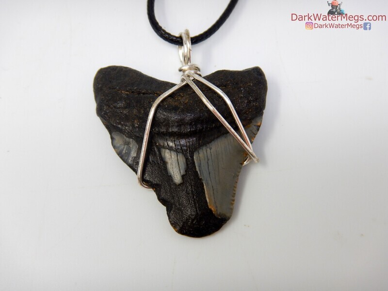1.71&quot; megalodon necklace