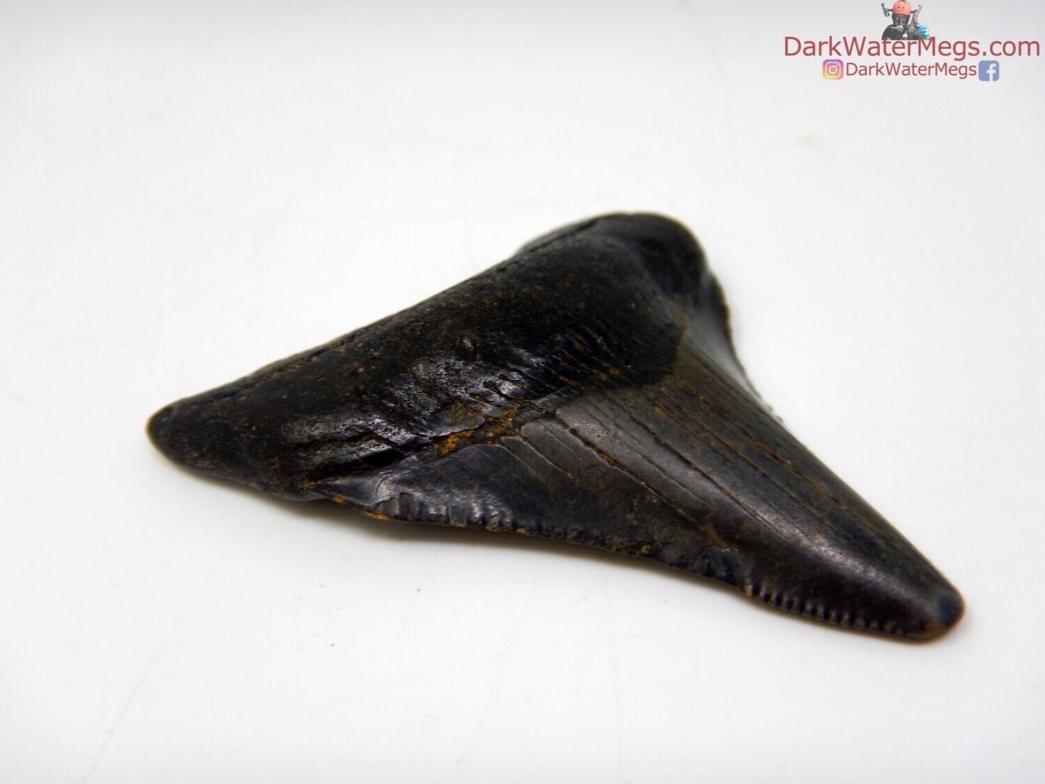 2.04&quot;  shiny black juvenile megalodon