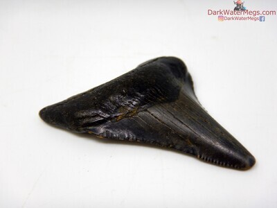 2.04" shiny black juvenile megalodon