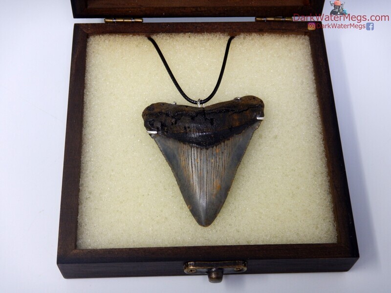2.82&quot; beautiful megalodon necklace