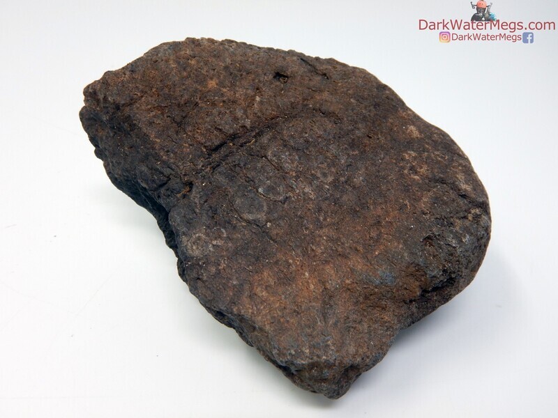 3.31&quot; predated whale bone