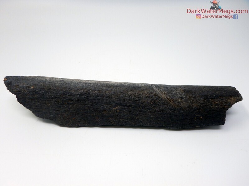 9.2&quot; chunk missing from predation whale bone