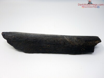 9.2" chunk missing from predation whale bone