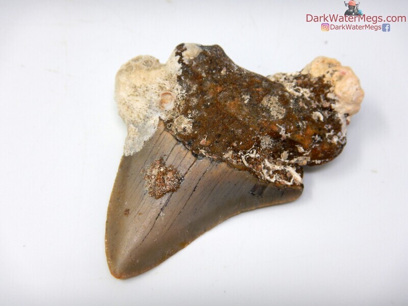 2.76"  uncleaned megalodon