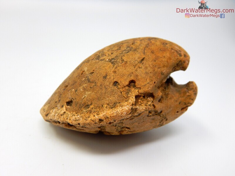 2.93&quot; Fossilized Bivalve Center or &quot;Fossil Clam Core&quot;