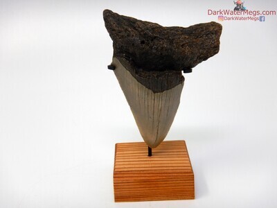 2.94" baby megalodon with stand