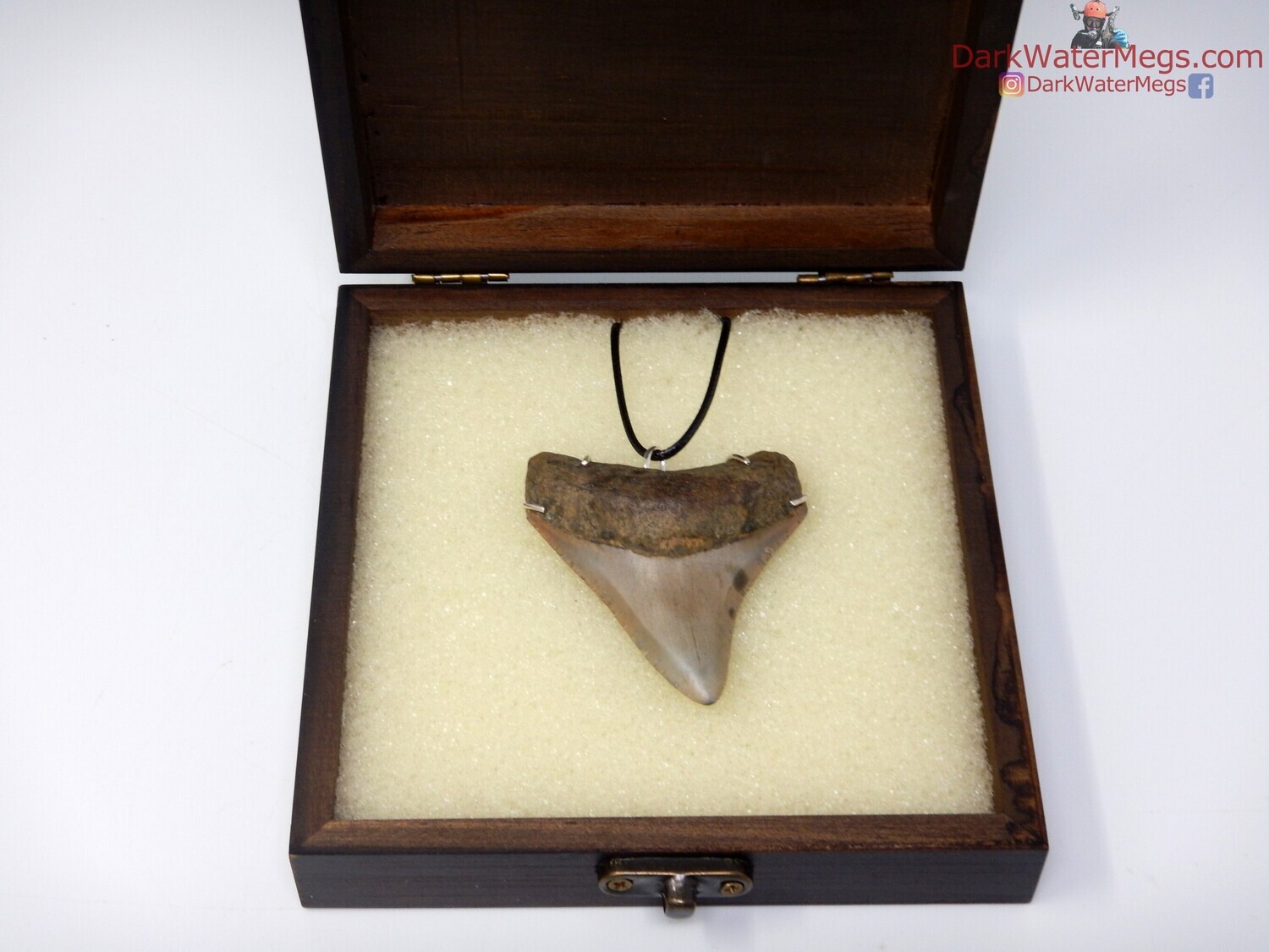 2.50&quot; stunning megalodon necklace
