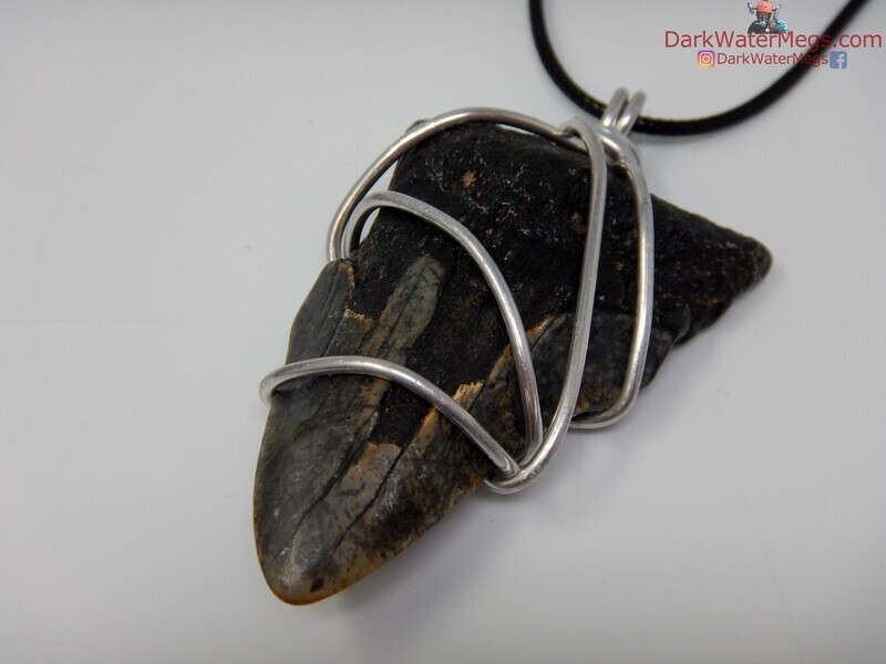 2.51&quot; megalodon necklace