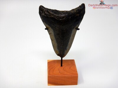 2.95" sand worn megalodon with stand