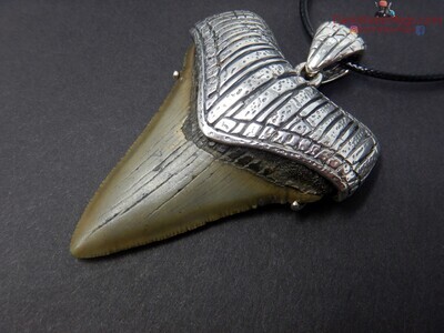 2.50" stunning megalodon necklace with sterling setting