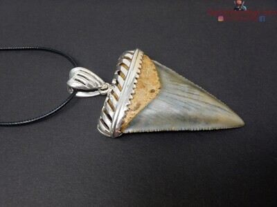2.50" fossil great white necklace with custom sterling setting