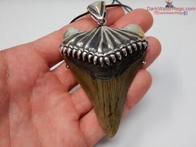 2.97" stunning megalodon necklace with customer sterling setting