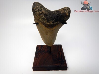 4.55" large megalodon on stand