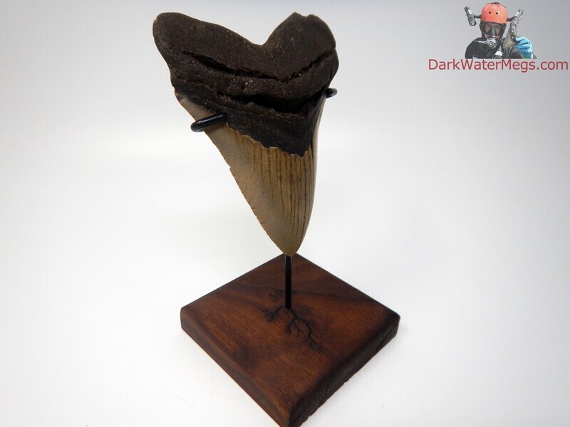 4.75&quot;  large megalodon on stand