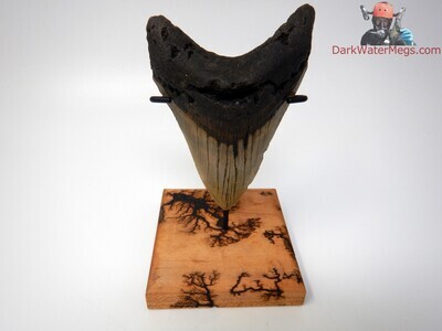 4.62" large megalodon with stand