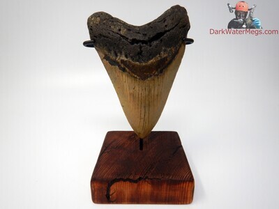 5.10" beautiful large megalodon on stand