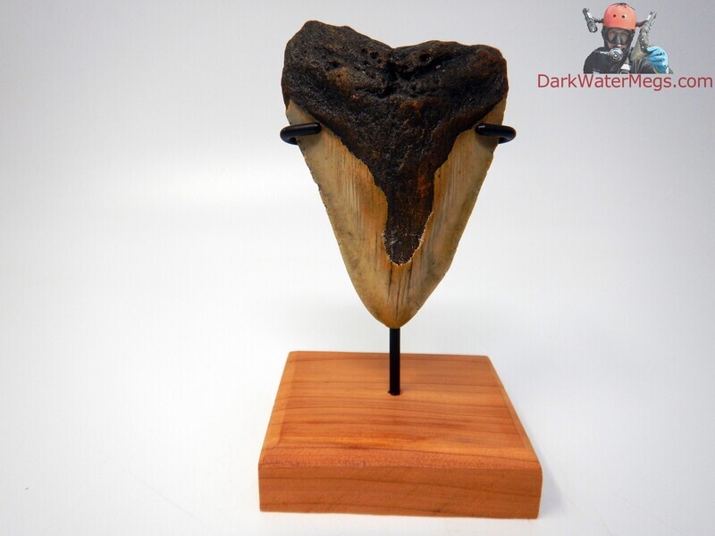 3.73&quot;   megalodon on stand