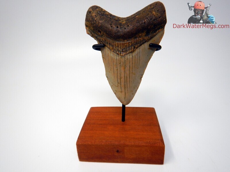 3.87&quot;   megalodon on stand