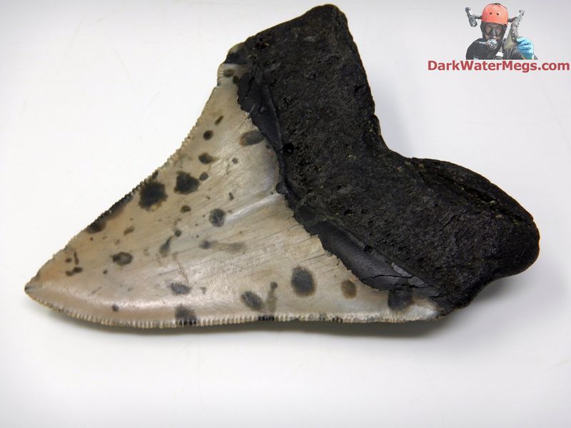 3.93&quot;  beautiful speckled megalodon