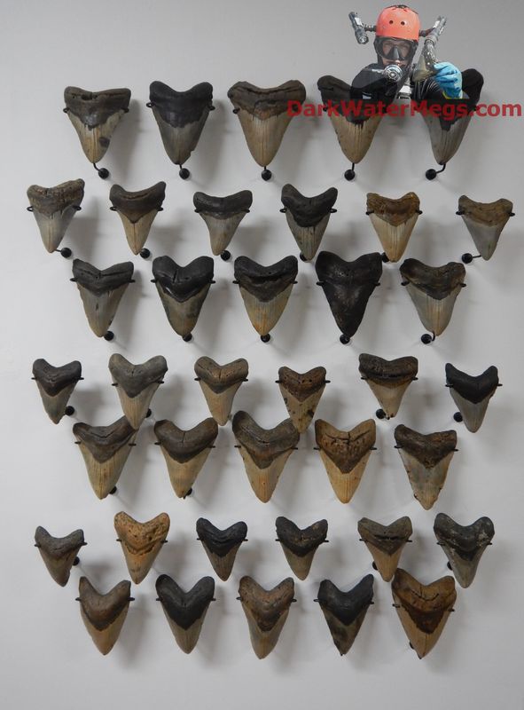 Large megalodon display wall
