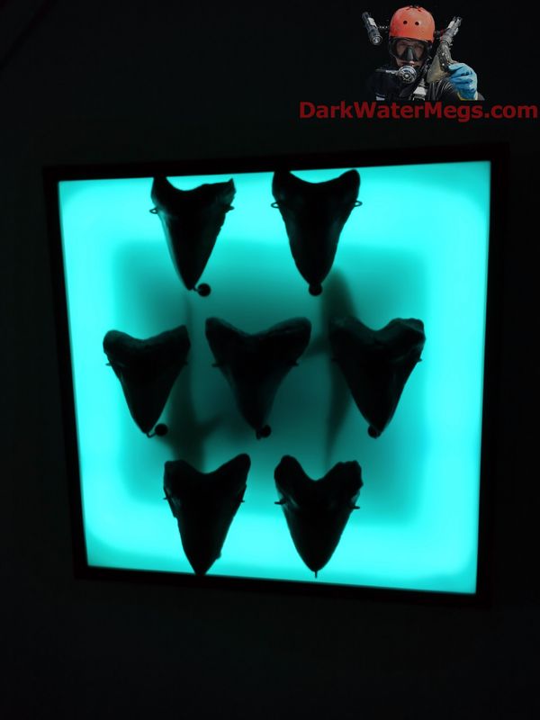 7 Tooth Megalodon display frame with backlight