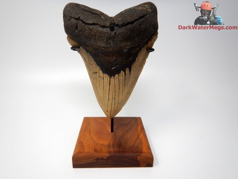 5.87"  huge megalodon on stand