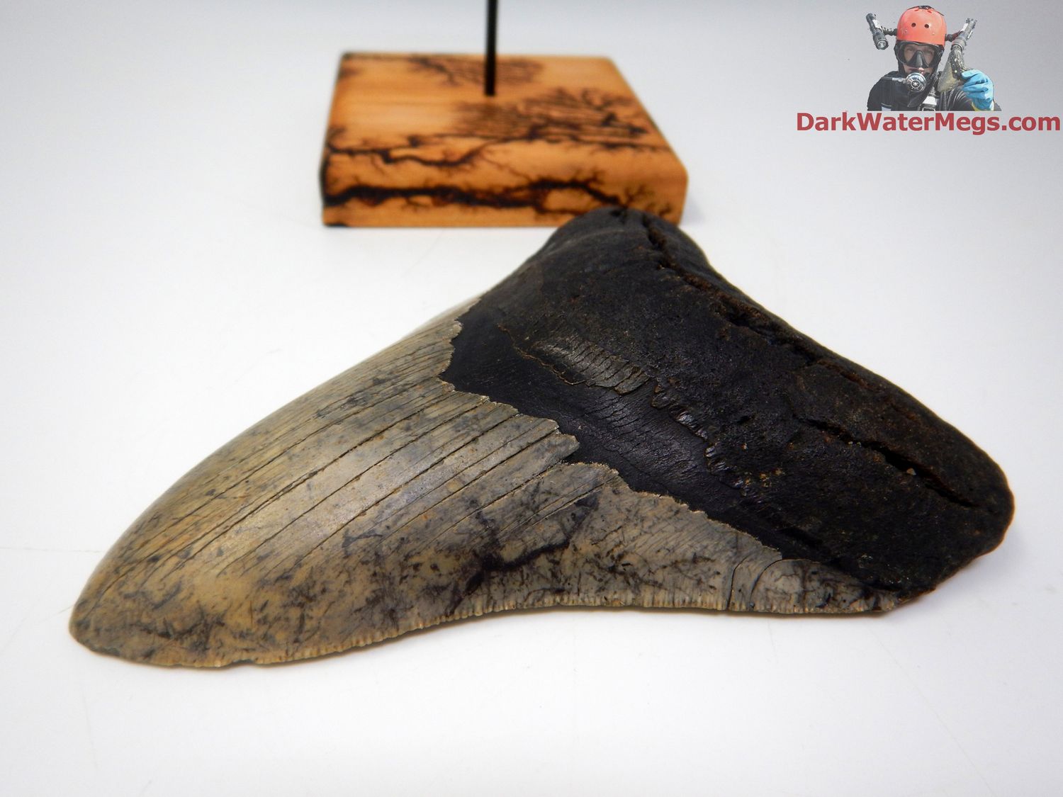 5.48&quot;  pattern bladed megalodon on stand