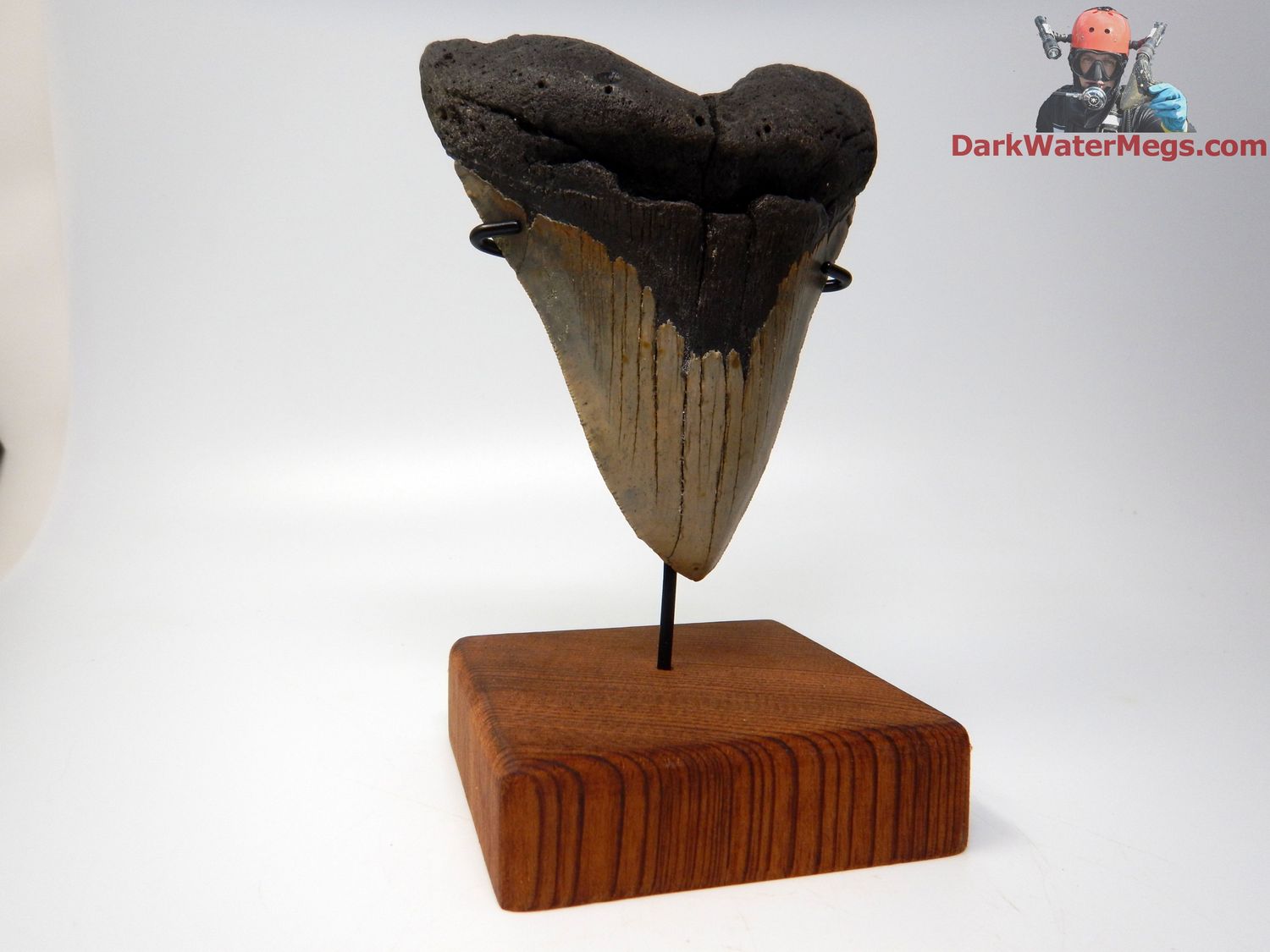 5.95&quot;  giant megalodon on stand