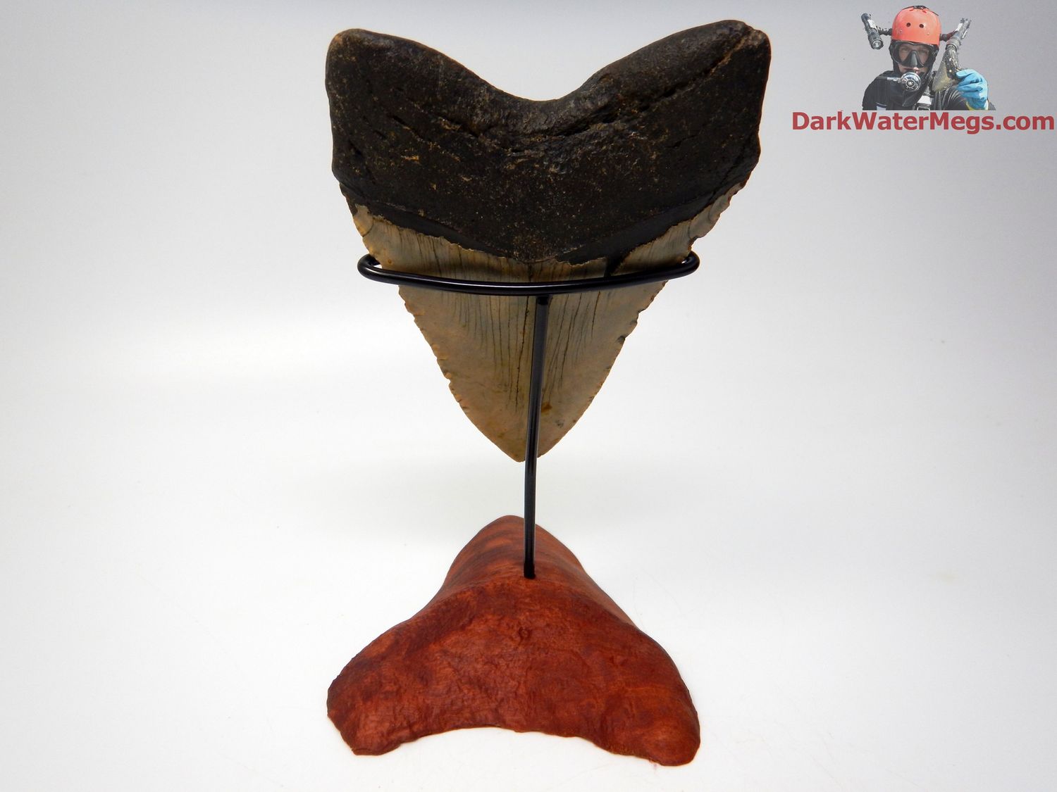 5.23&quot;  extra large megalodon on stand