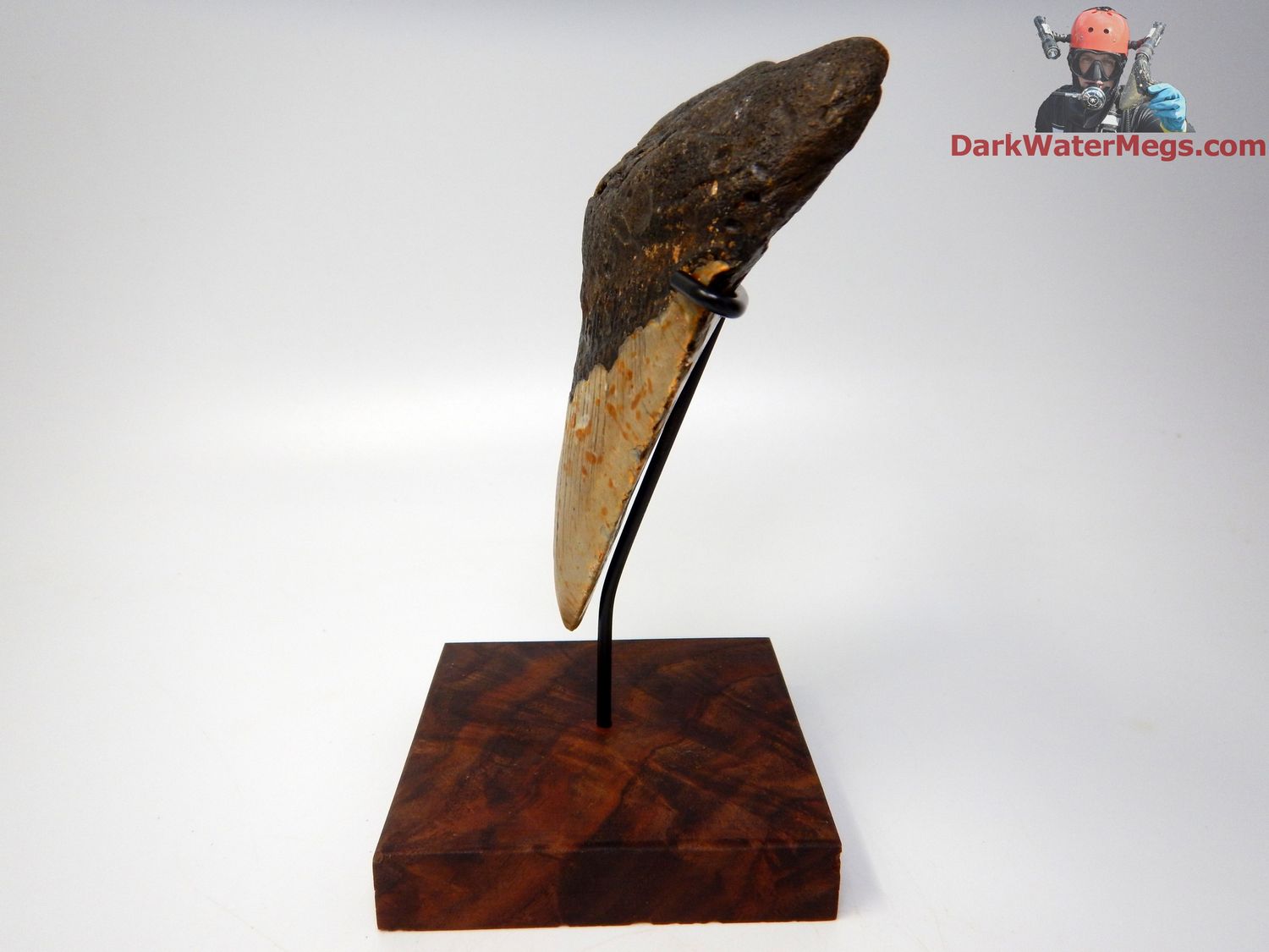 5.36&quot;  extra large megalodon with stand