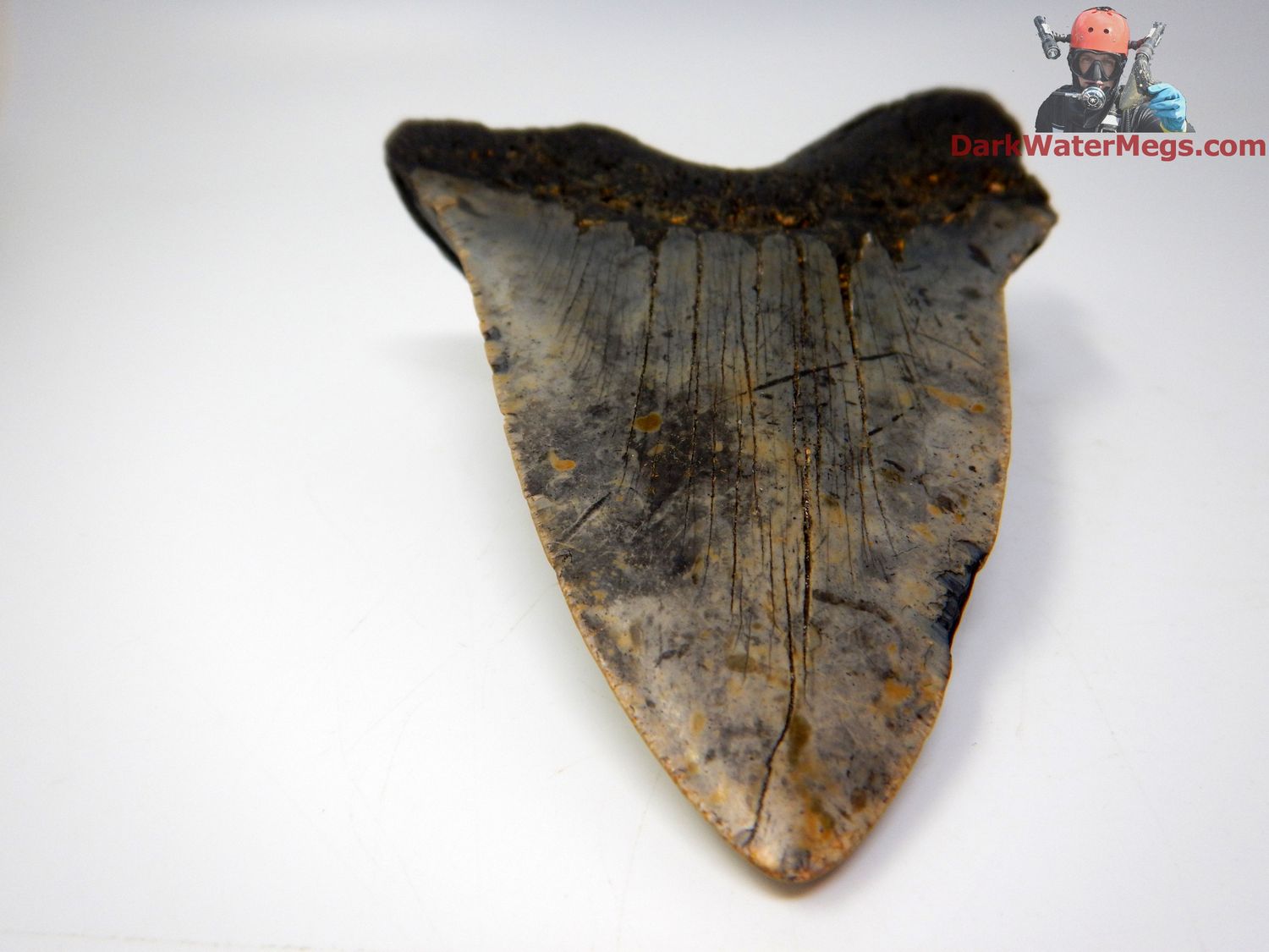 5.83&quot;  very large megalodon