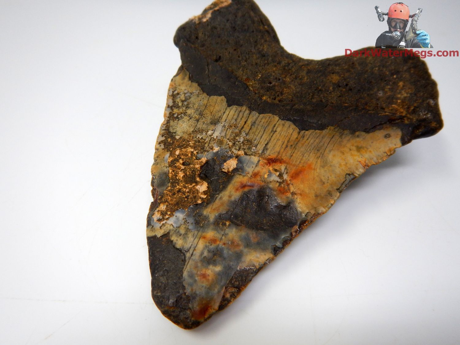 5.42&quot;  deformed giant megalodon