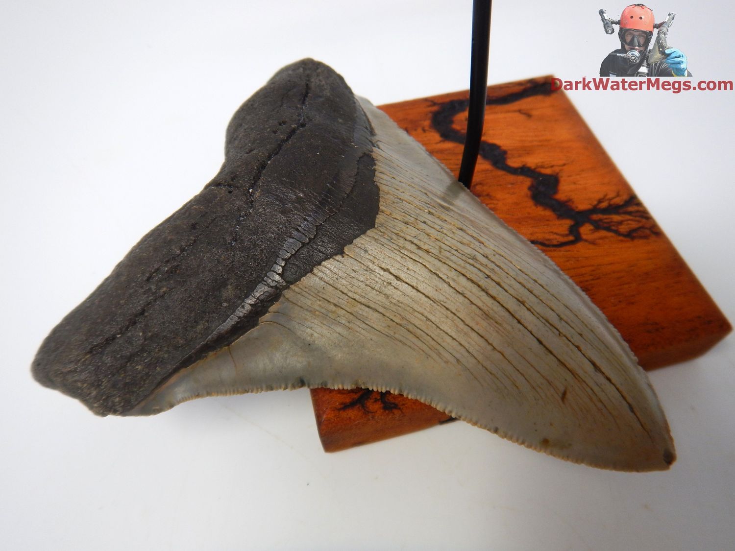 4.96&quot;  beautiful hooked megalodon with stand